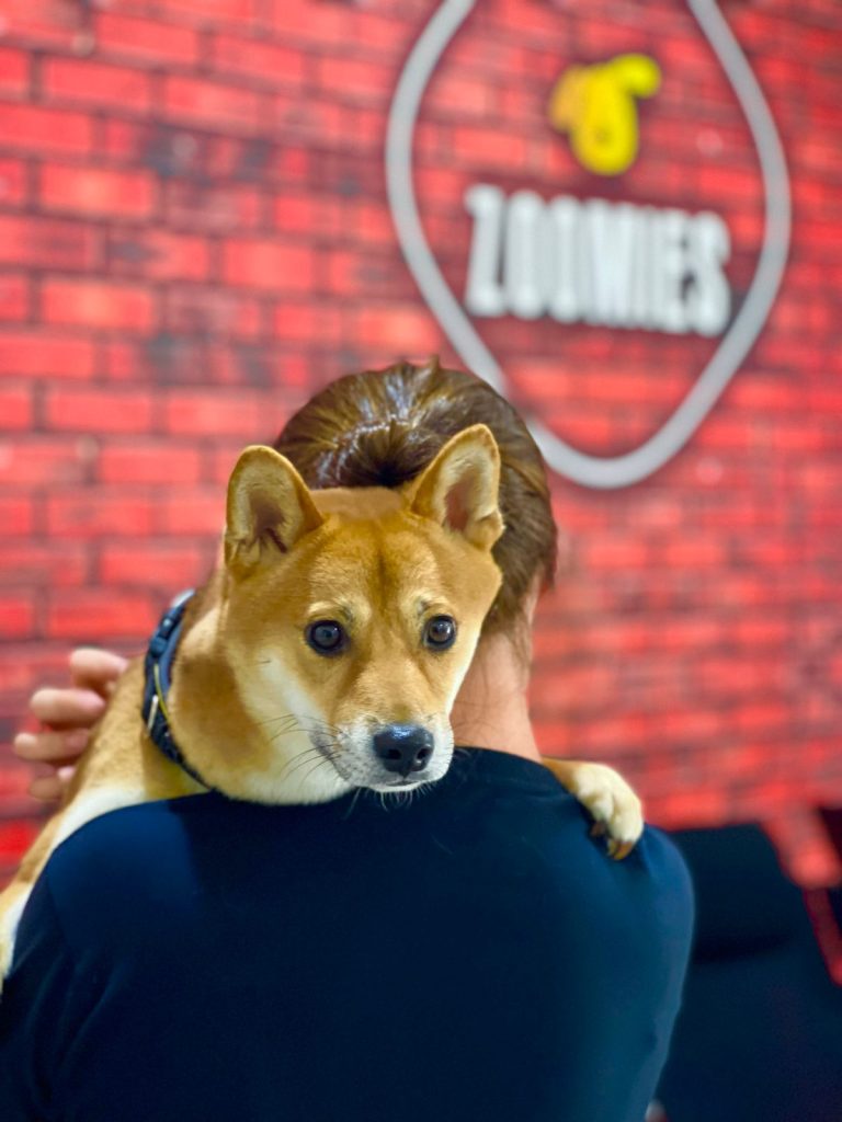 Zoomies - Best Dog Daycare Dubai
