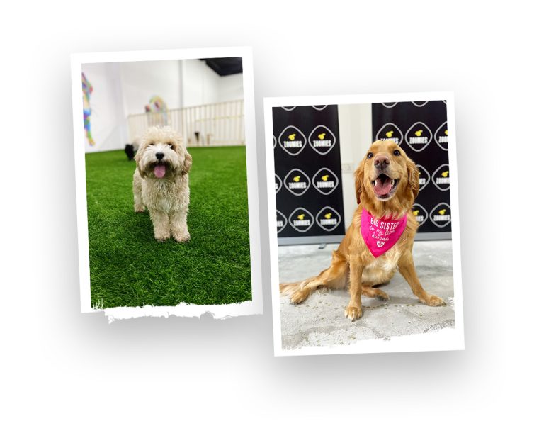 Best Dog Daycare Services in Dubai Zoomies.