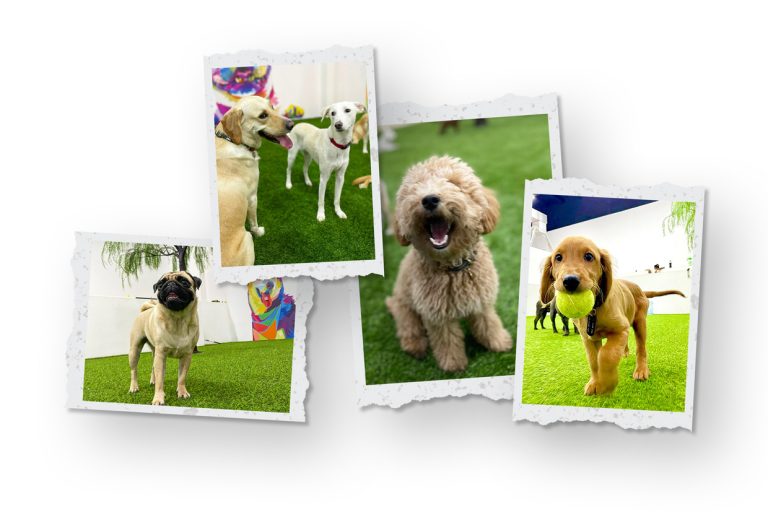 Best Dog Daycare Services in Dubai Zoomies.