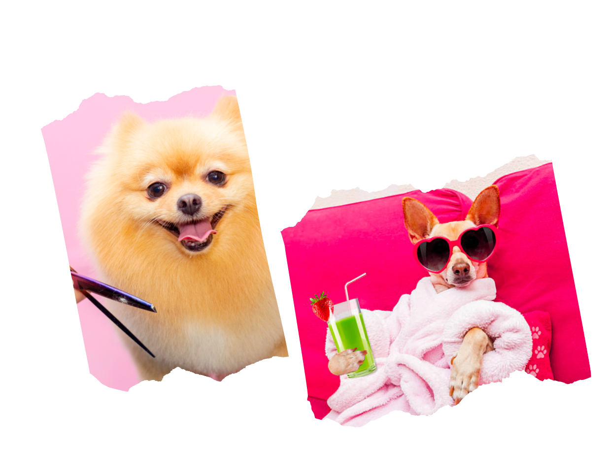 Dog Boarding Dubai Luxury Boarding Suites 5 Star Facility