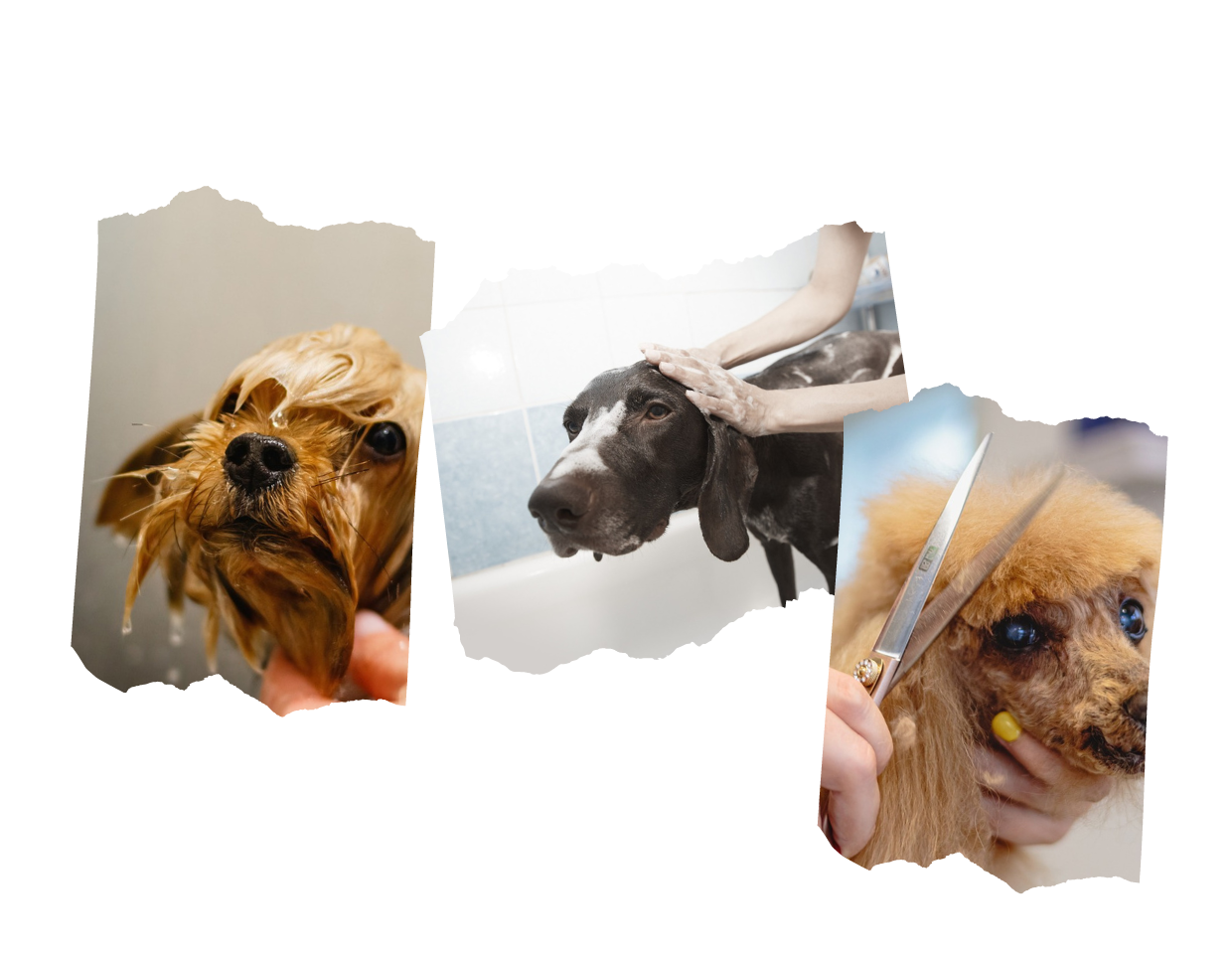 Premium Dog Grooming Services in Dubai by Zoomies Dog Daycare